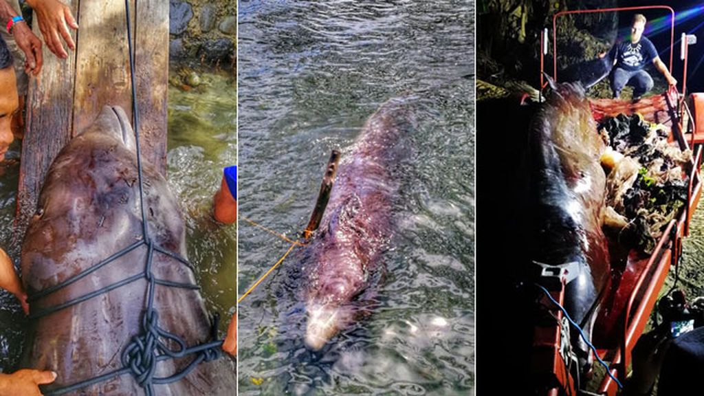 Encuentran una ballena muerta con más de 40 kilos de plástico en su estómago