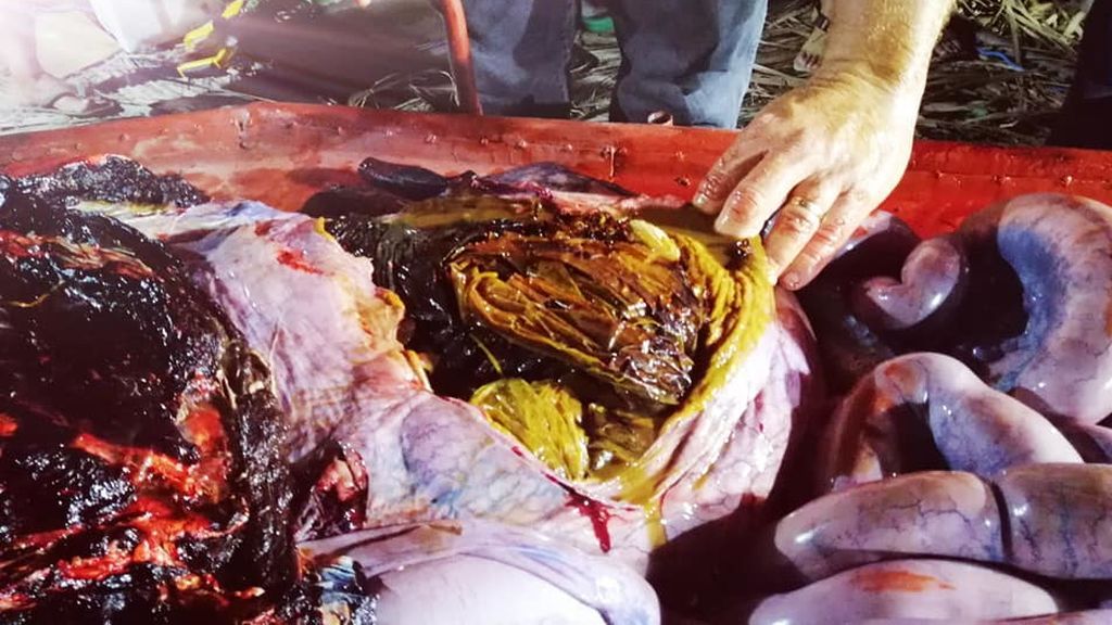 Encuentran una ballena muerta con más de 40 kilos de plástico en su estómago