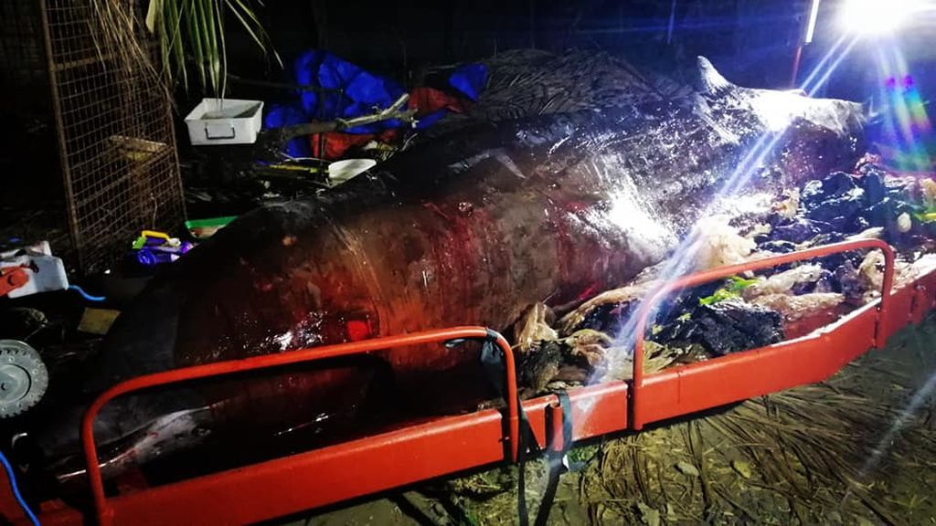 Encuentran una ballena muerta con más de 40 kilos de plásticos en su estómago