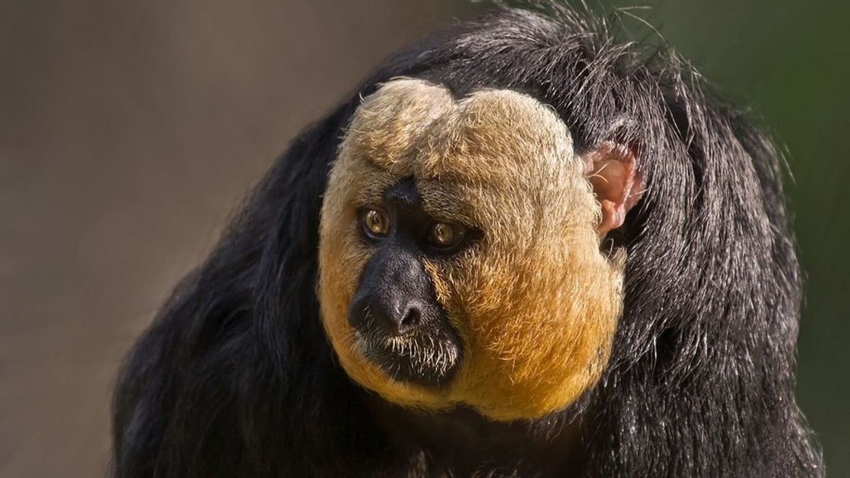 'Mono culturista': la vigorexia también llega a la selva