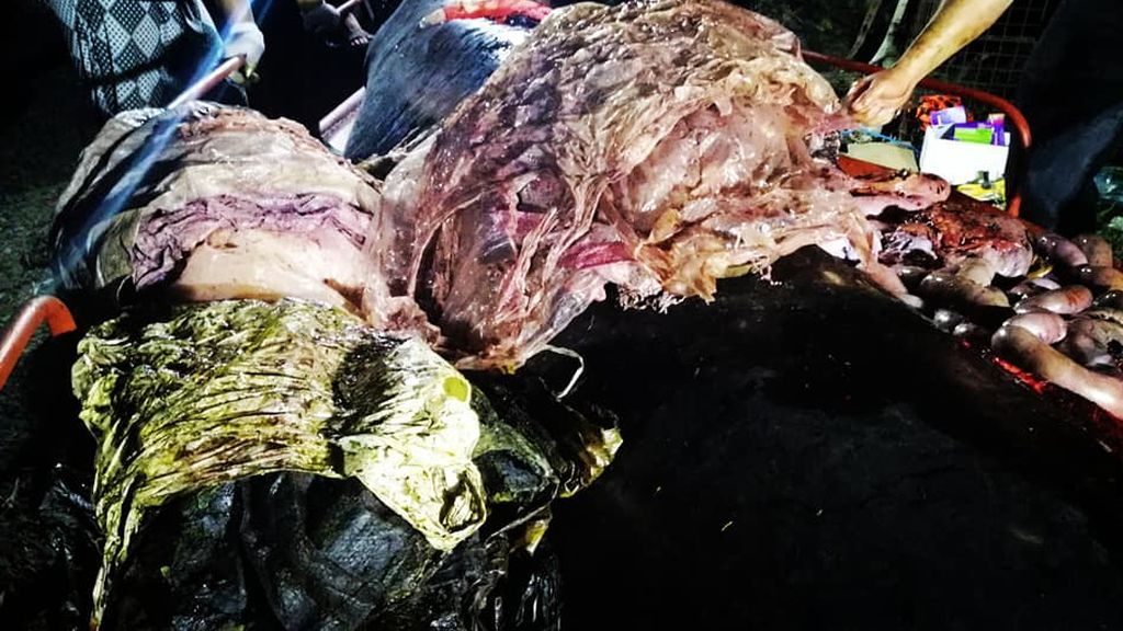 Encuentran una ballena muerta con más de 40 kilos de plástico en su estómago
