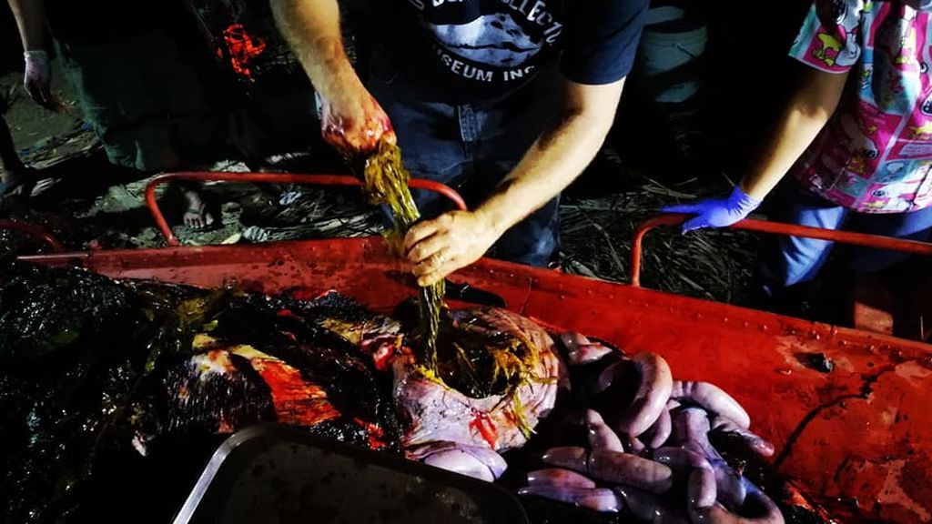 Encuentran una ballena muerta con más de 40 kilos de plástico en su estómago