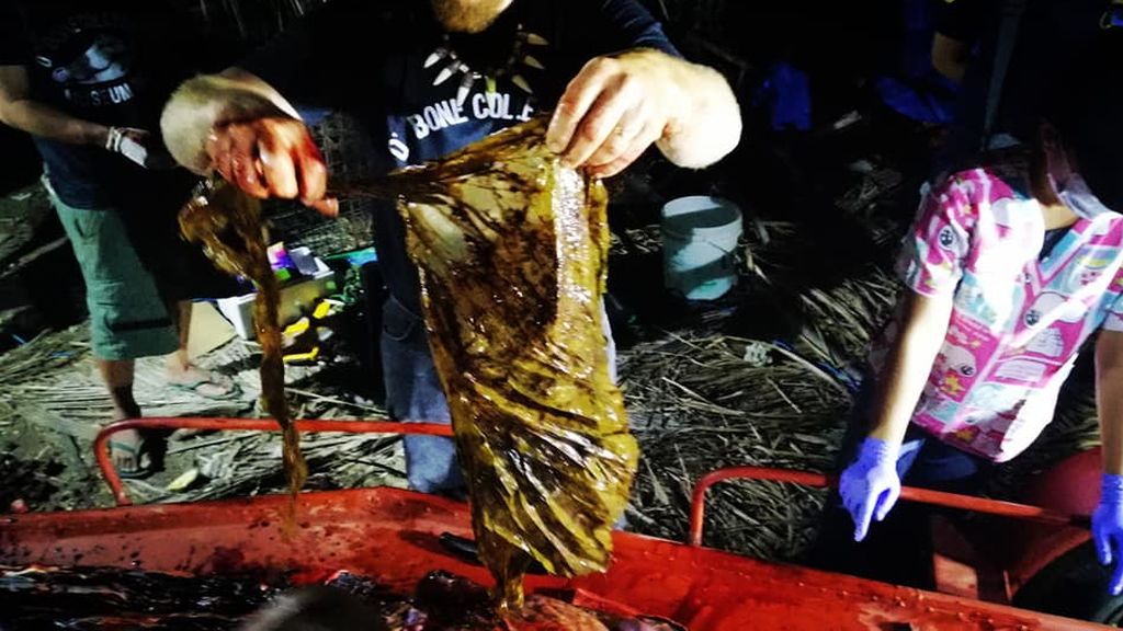 Encuentran una ballena muerta con más de 40 kilos de plástico en su estómago