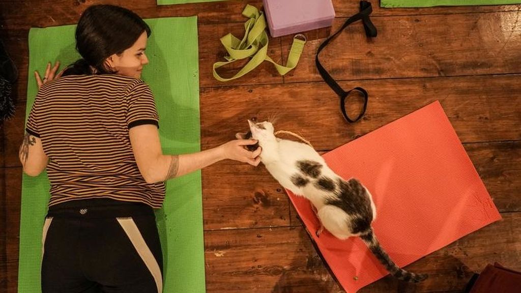 Yoga con gatos, la nueva forma de reducir el estrés