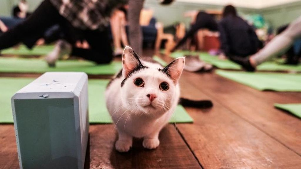 Yoga con gatos, la nueva forma de reducir el estrés