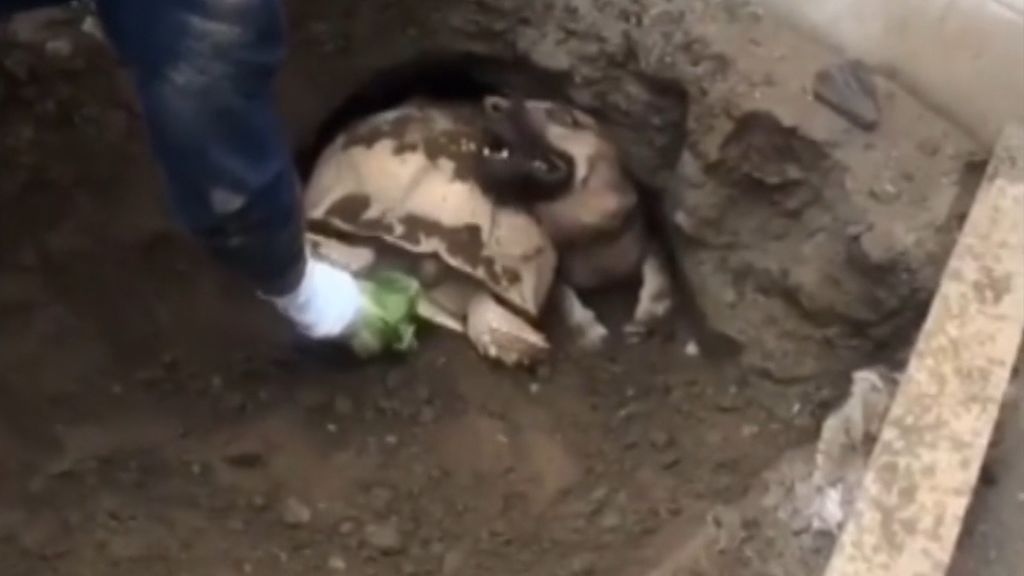 El curioso rescate de una tortuga y un perro