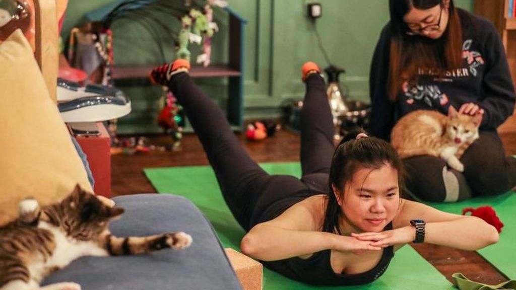 Yoga con gatos, la nueva forma de reducir el estrés