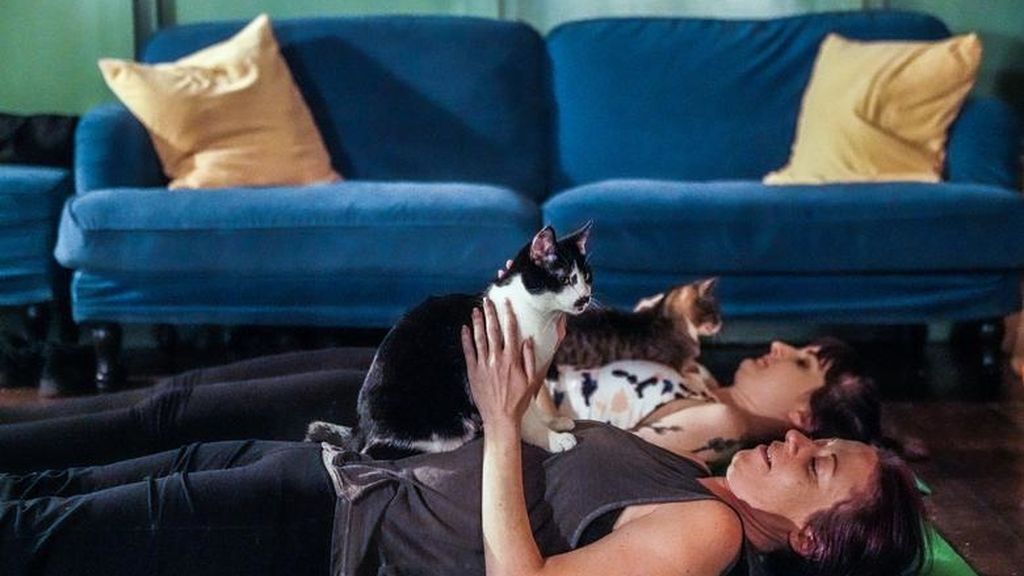 Yoga con gatos, la nueva forma de reducir el estrés
