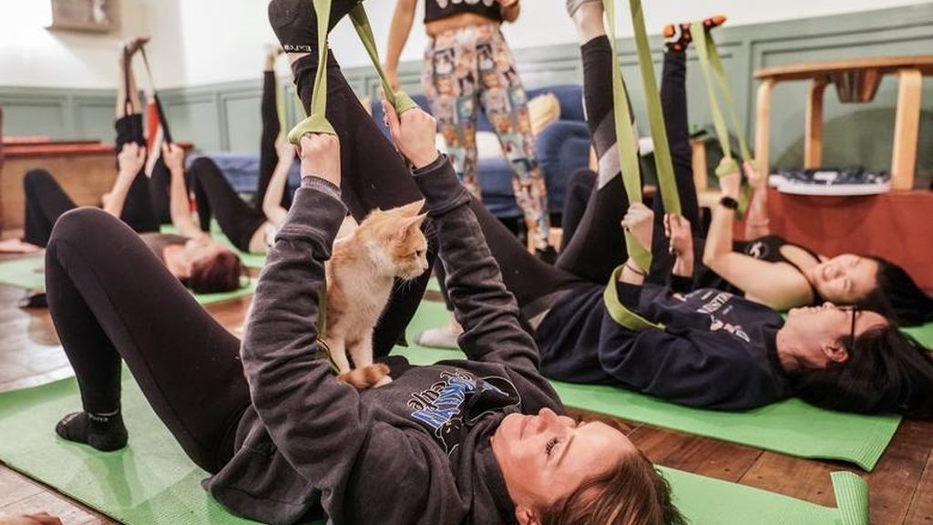 Yoga con gatos, la nueva forma de reducir el estrés
