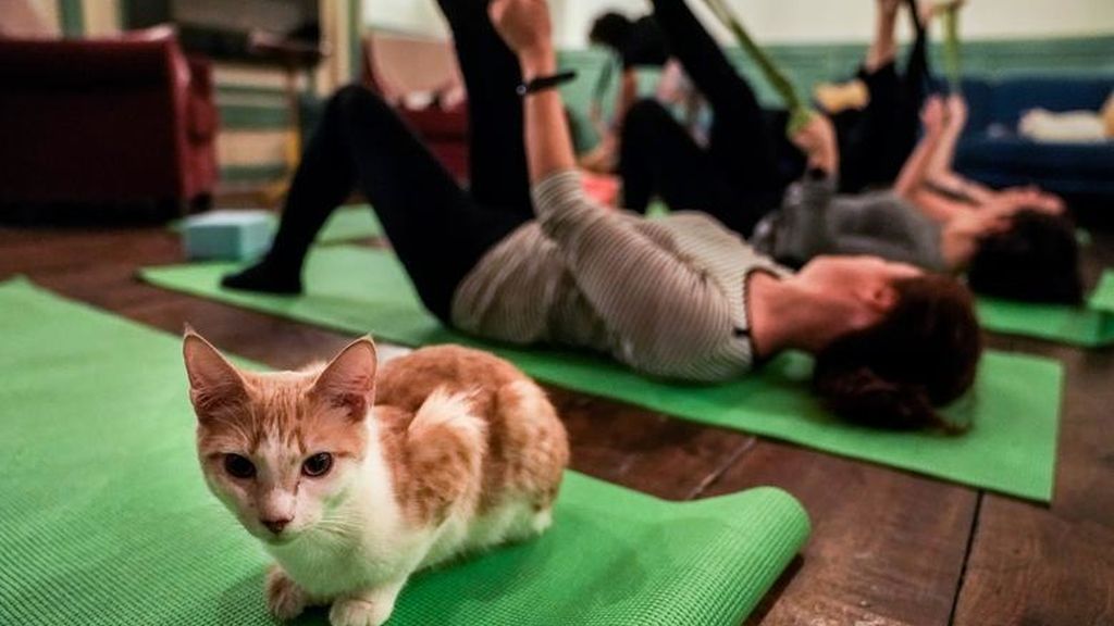 Yoga con gatos, la nueva forma de reducir el estrés