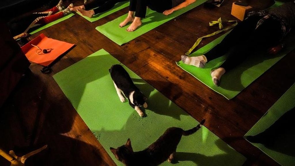 Yoga con gatos, la nueva forma de reducir el estrés