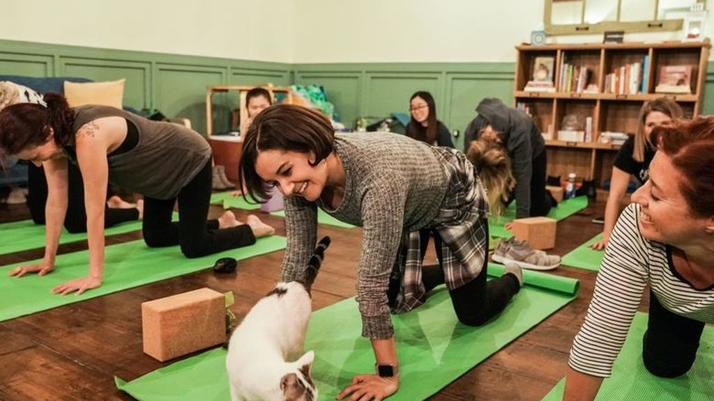 Yoga con gatos, la nueva forma de reducir el estrés