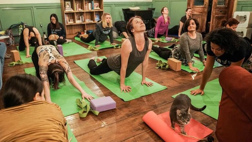 Yoga con gatos, la nueva forma de reducir el estrés