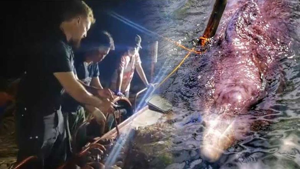 Muere otra ballena en Filipinas: en su estómago han encontrado 40 kg de plástico