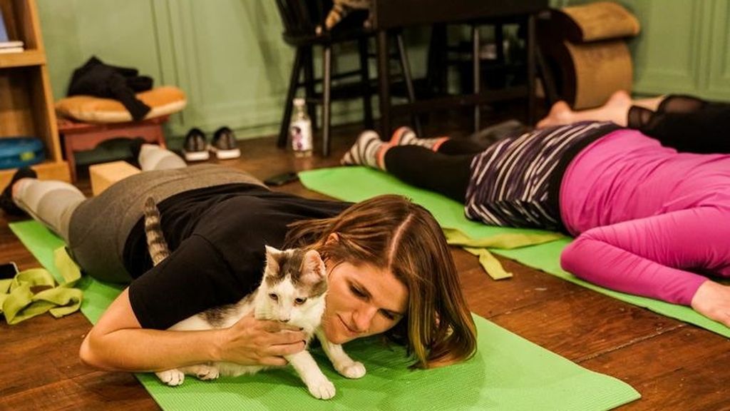 Yoga con gatos, la nueva forma de reducir el estrés