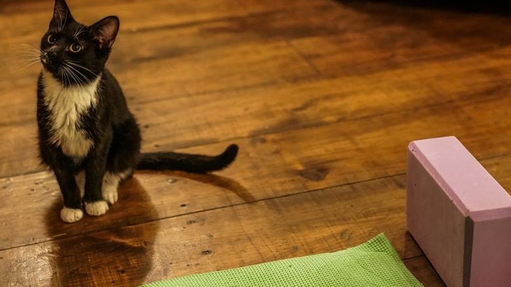 Yoga con gatos, la nueva forma de reducir el estrés