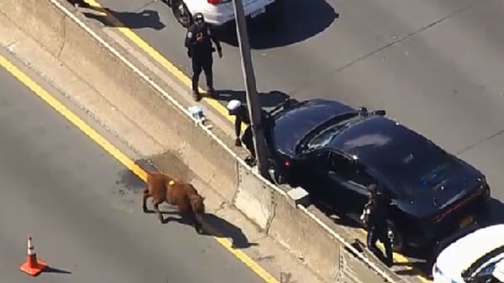 Una vaca en medio de la autopista de Nueva York