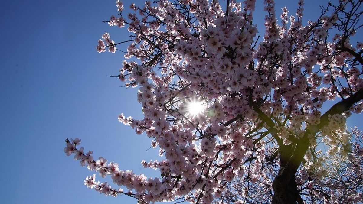 Cómo diferenciar entre un cerezo y un almendro en flor
