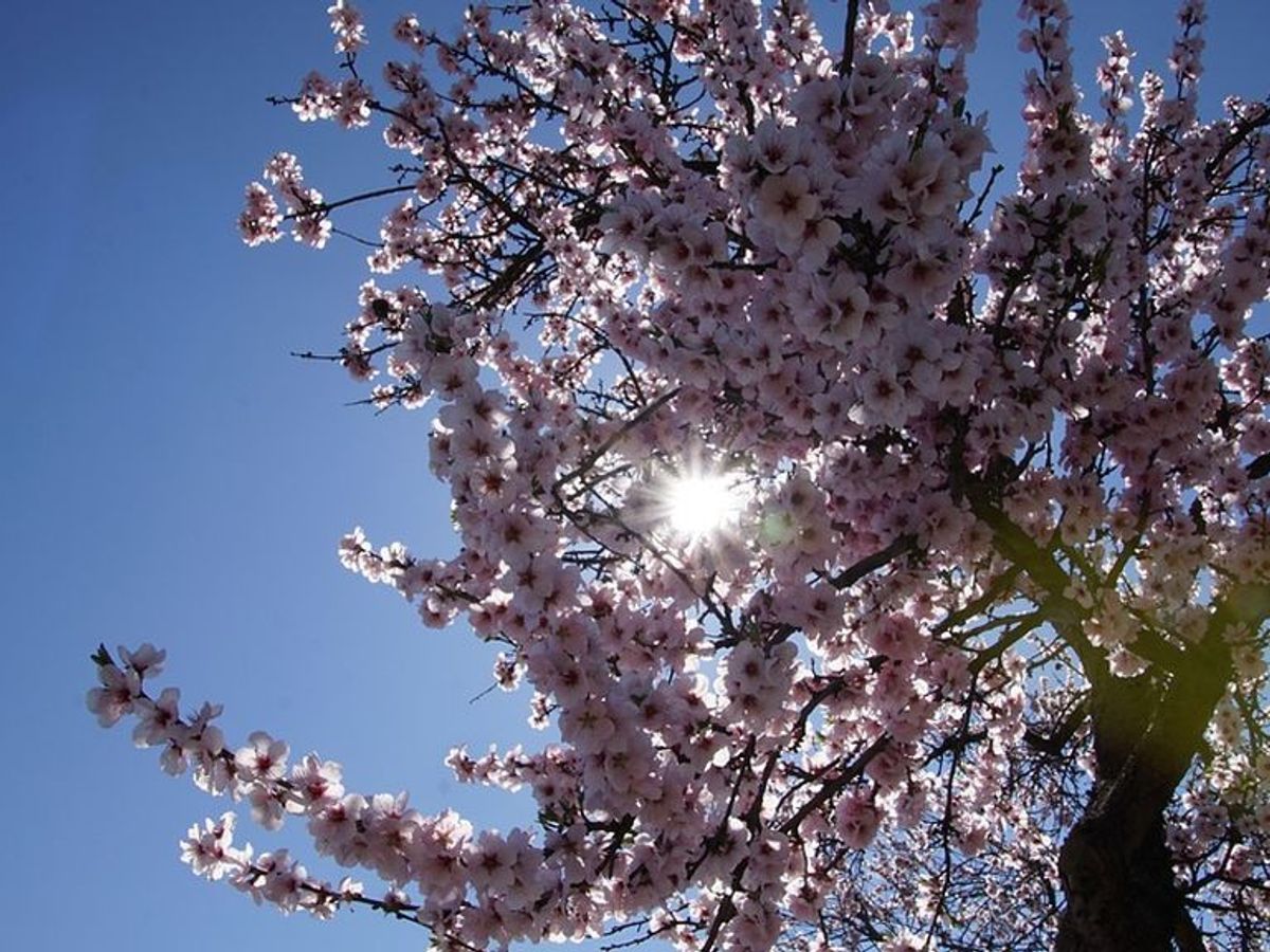 Cómo diferenciar entre un cerezo y un almendro en flor?