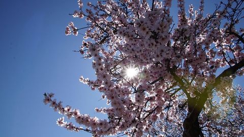 Cómo diferenciar entre un cerezo y un almendro en flor?