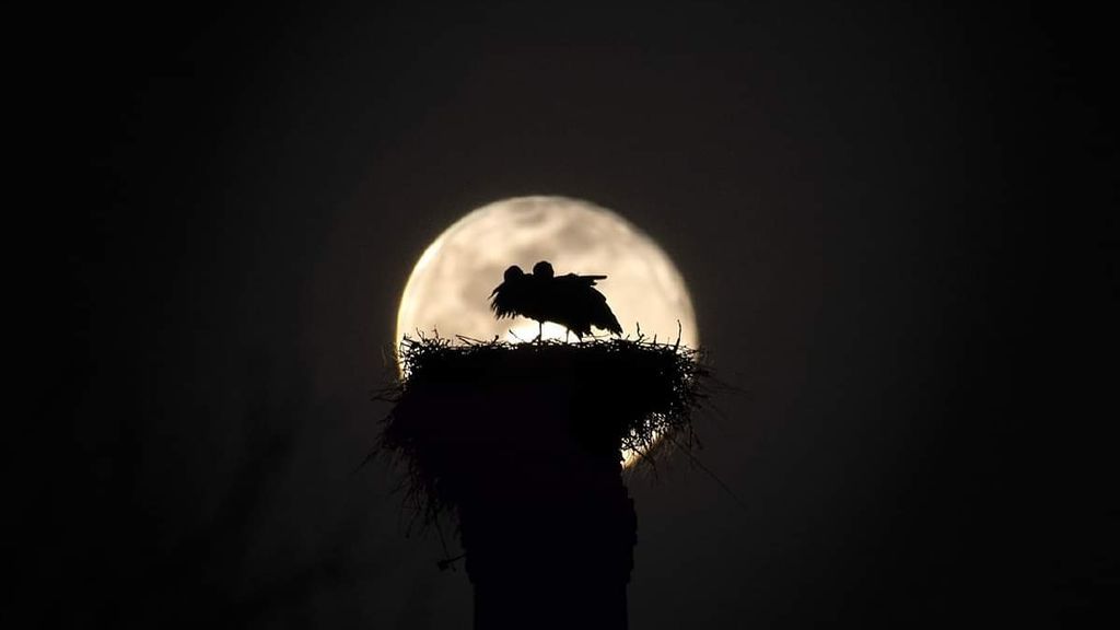 Bernardo Ceprian Laguna en Almodóvar Del Campo, Ciudad Real