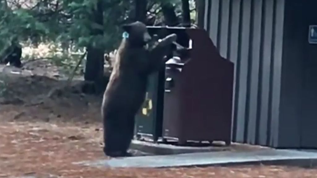 Un oso negro pone en alerta al parque de Yosemite