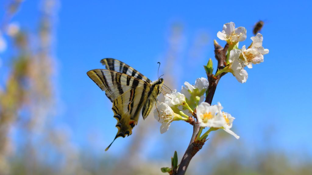 Cristóbal Gil en Cieza, Murcia