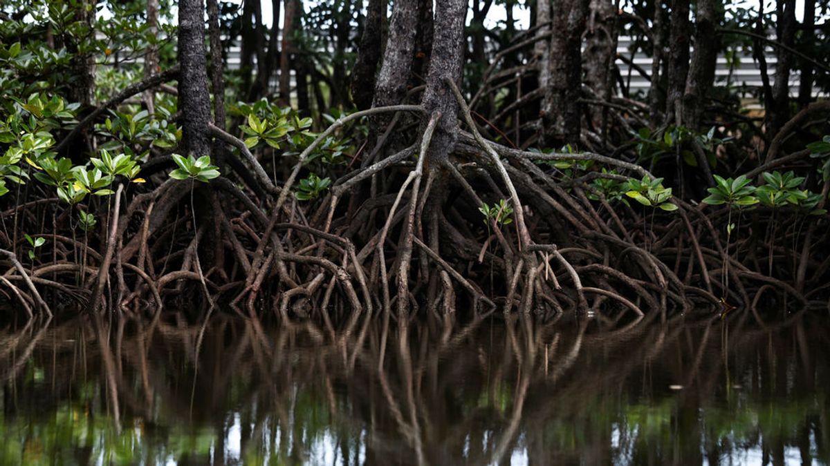 La Amazonia, en peligro: pierde 350 kilómetros cuadrados de agua dulce superficial al año