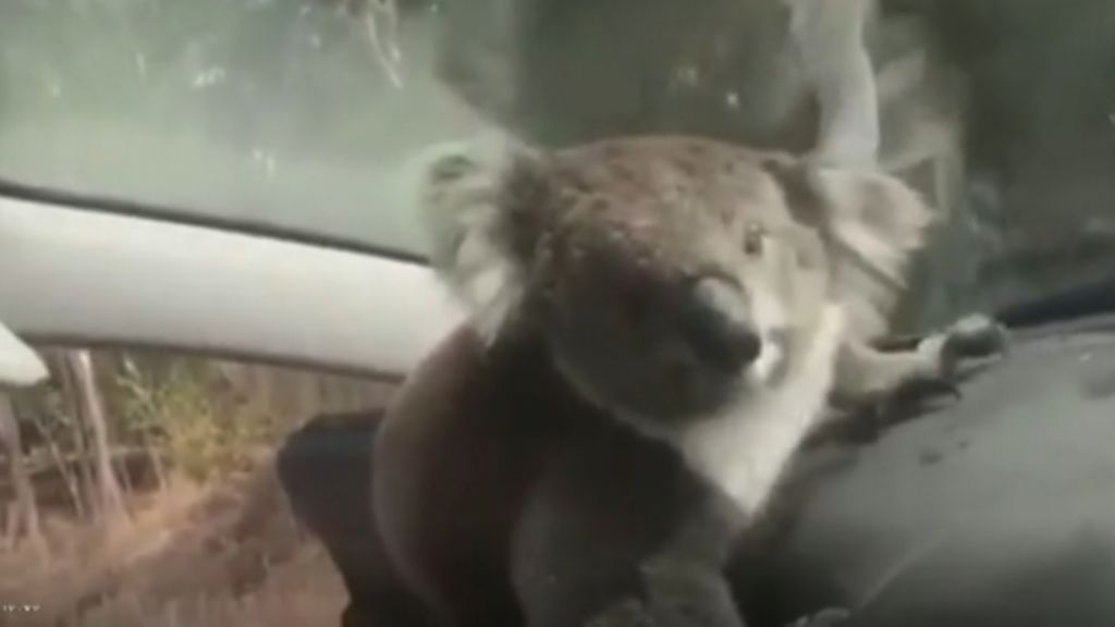 Un koala se cuela en un coche para huir del calor en Australia