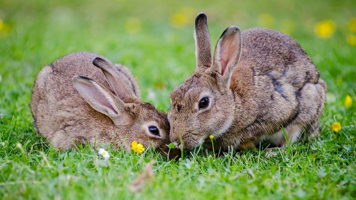 Una pareja de conejos enamora a Internet
