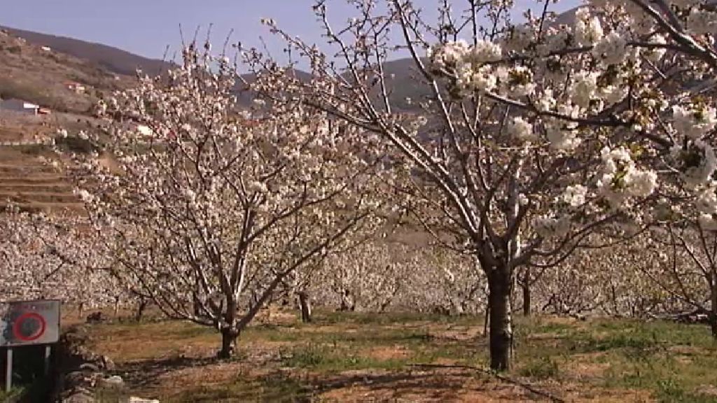 Millón y medio de cerezos en flor tiñen de blanco el Valle de Jerte