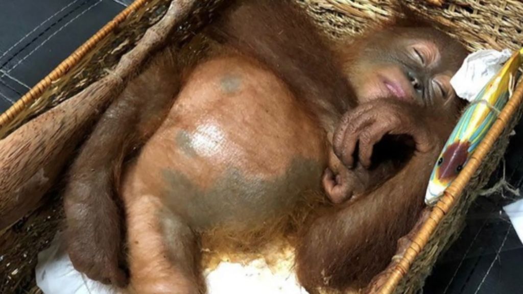 Interceptan en Indonesia a un orangután drogado que viajaba en la maleta de un ciudadano ruso