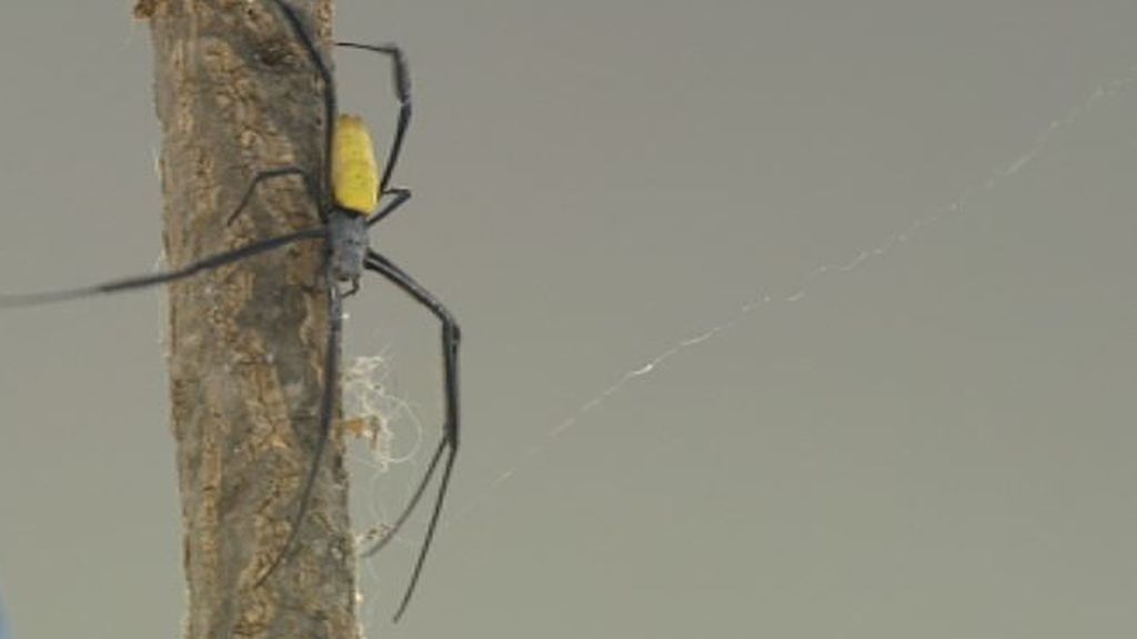 Las arañas podrían esconder la clave del futuro de la ingeniería de tejidos