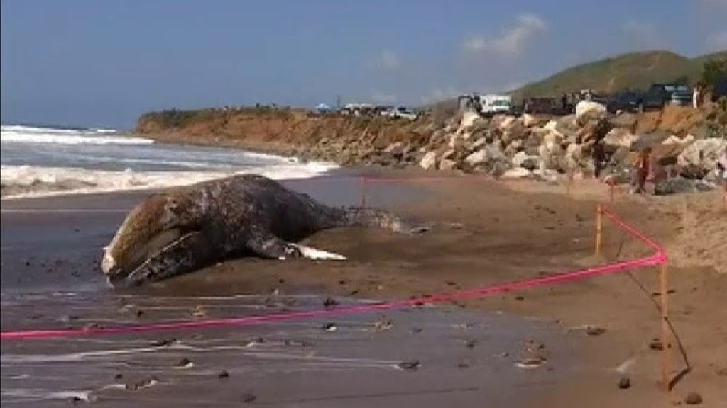 Los bañistas de Malibú, sorprendidos por el cadáver de una ballena de 12 metros