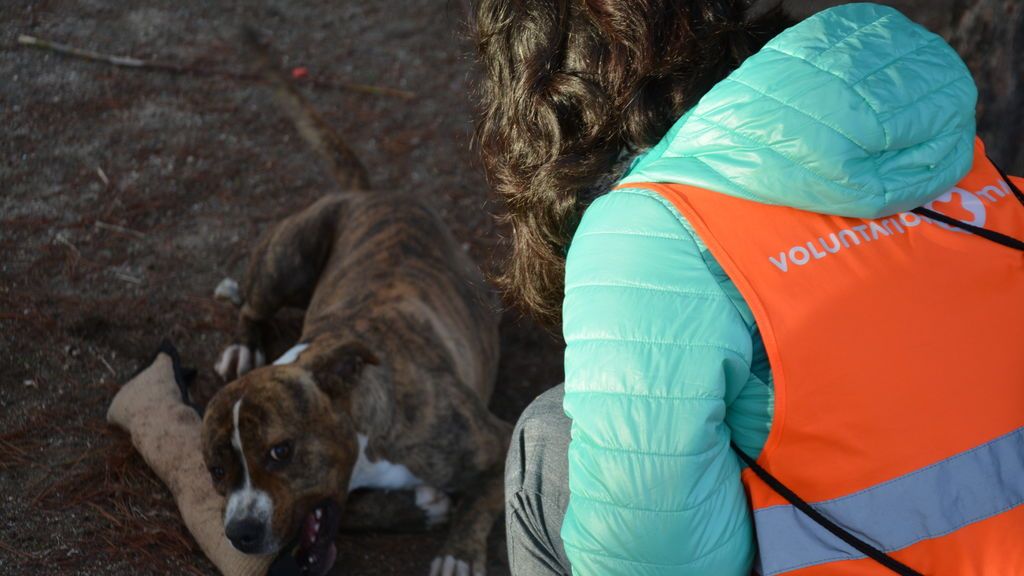 Los voluntarios crecen pero los abandonos de animales no cesan desde hace 5 años