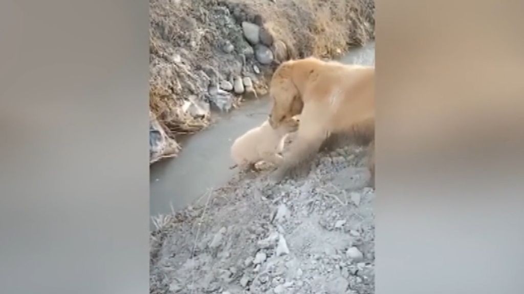 El bonito rescate de un Golden Retriever a su cachorro