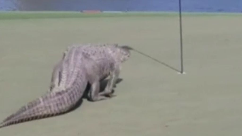 Un enorme caimán pasea por un campo de golf en Estados Unidos