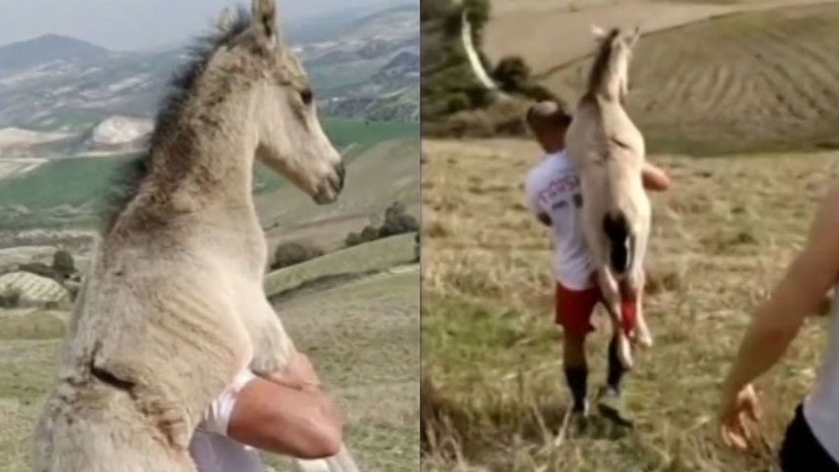 Un grupo de 'runners' rescata a un potro malherido y lo llevan a cuestas montaña abajo Un grupo de 'runners' rescata a un potro malherido y lo llevan a cuestas montaña abajo