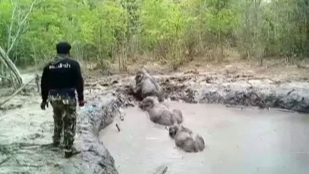 Rescatan seis crías de elefantes atrapadas en una charca de lodo