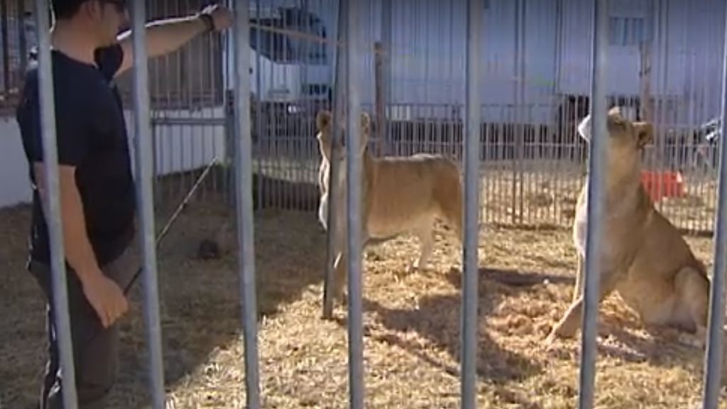 Los circos de animales exigen acabar con la prohibición y una mejora de las condiciones de las bestias