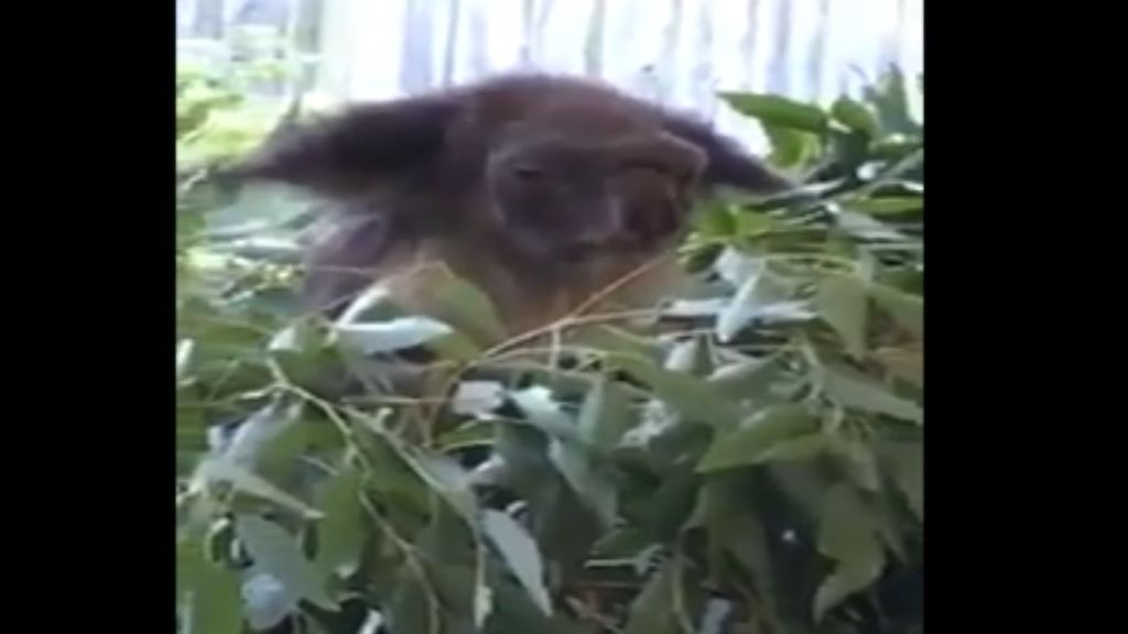 'El koala Yoda': localizan en Australia a un animal parecido al maestro jedi