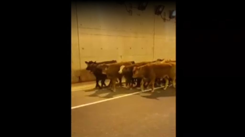 Un accidente provoca que decenas de vacas anden por la carretera en Canadá
