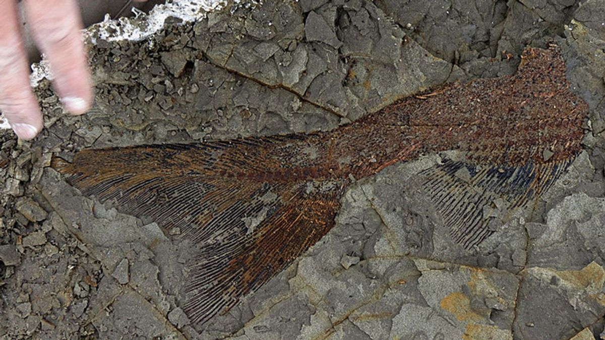 Los fósiles marinos que explican por qué se extinguieron los dinosaurios