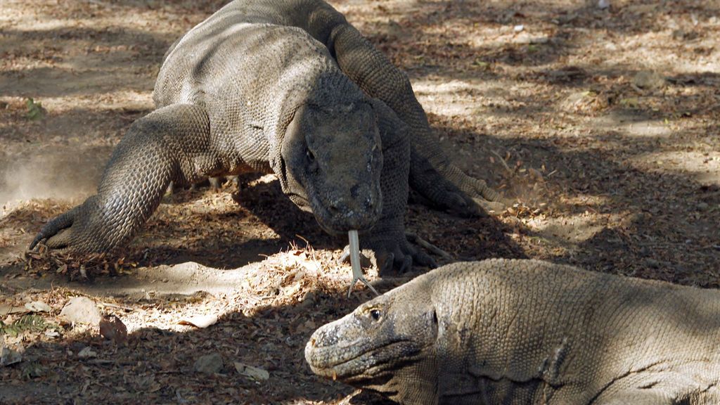 La isla de Komodo, hogar de los lagartos de mayor tamaño del mundo, espera ser cerrada durante un año