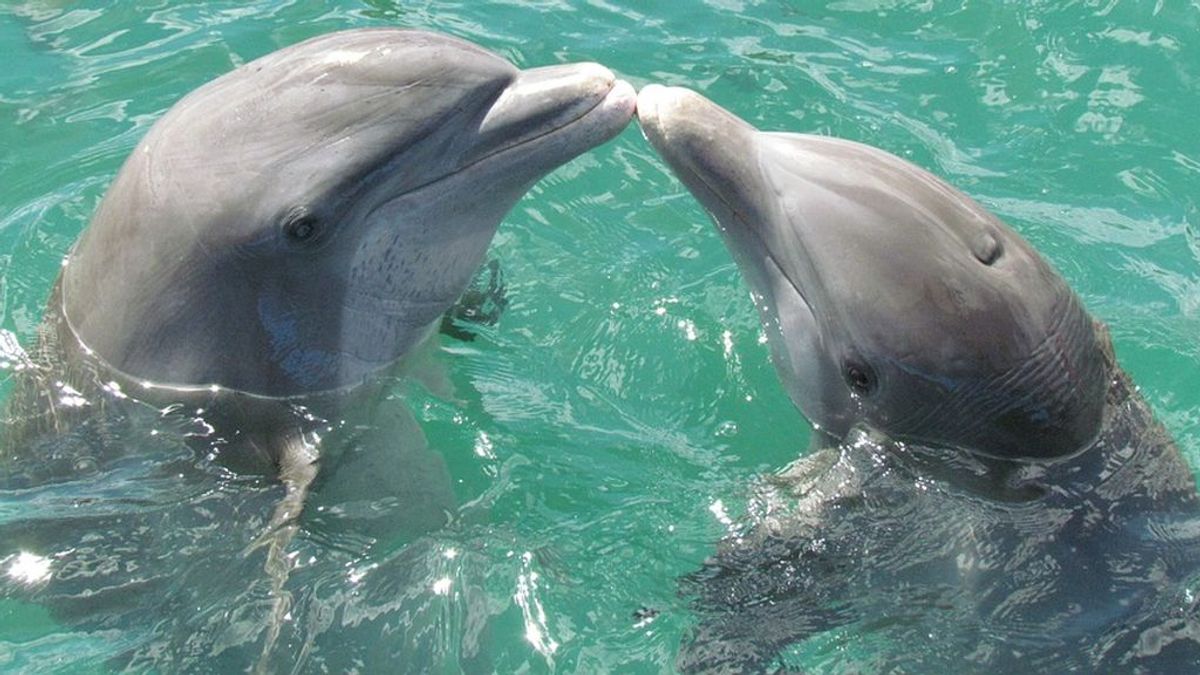 Por qué la temperatura del océano está poniendo en peligro a los delfines