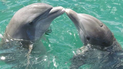 Por Que La Temperatura Del Oceano Pone En Peligro A Los Delfines