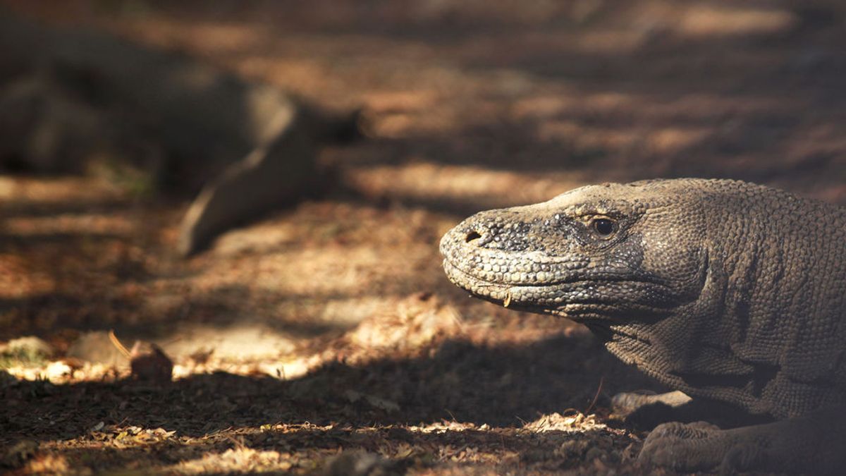 La isla de Komodo, hogar de los lagartos de mayor tamaño del mundo, espera ser cerrada durante un año