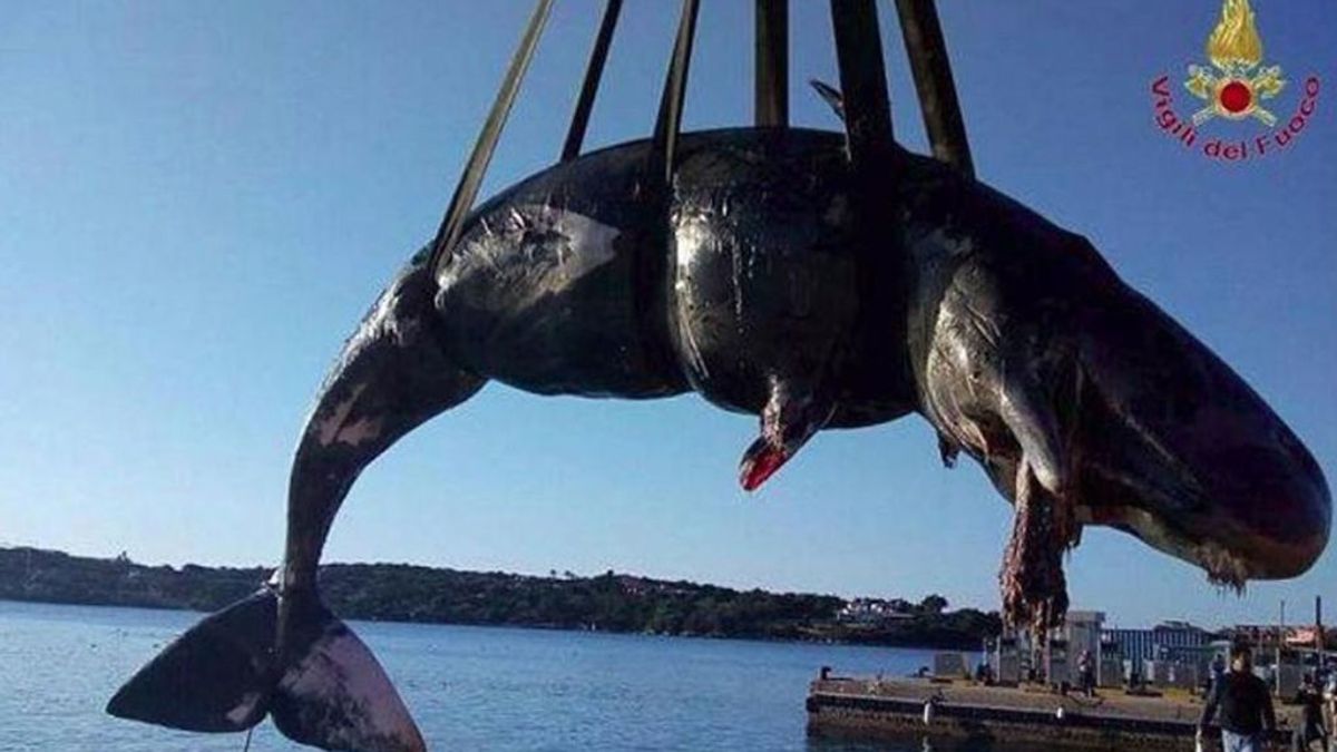 Hallan una ballena embarazada muerta con el estómago lleno de plástico en una playa de Italia