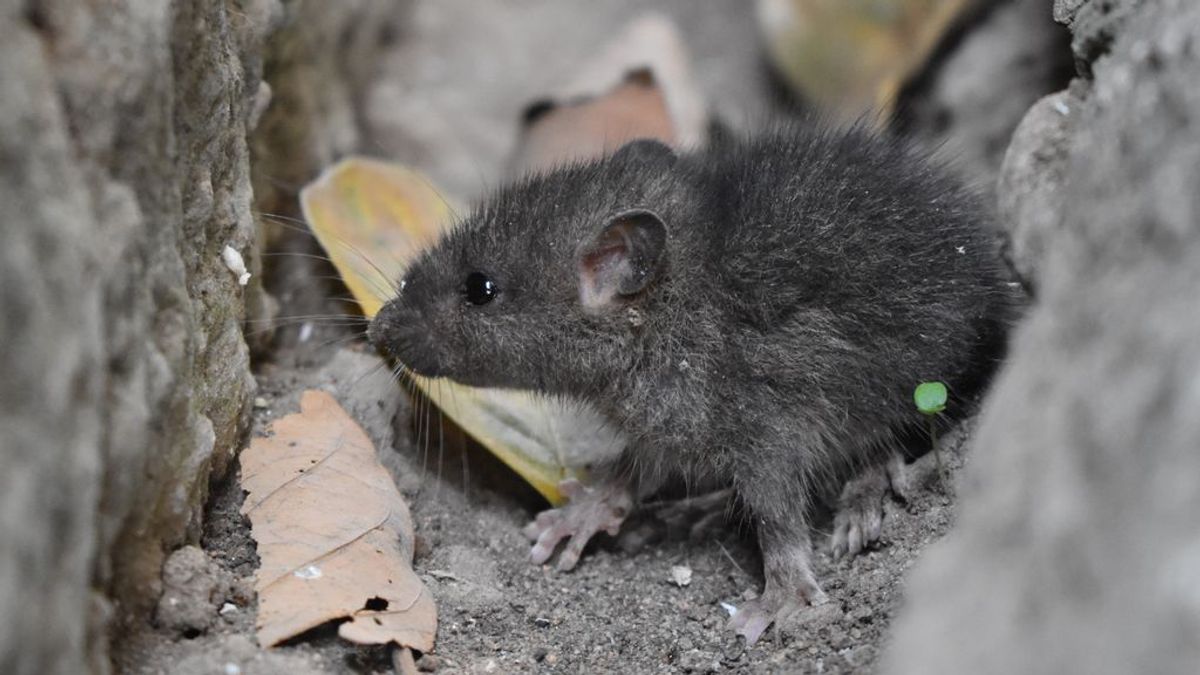 Plaga de ratas de medio kilo en Pontevedra por razones meteorológicas