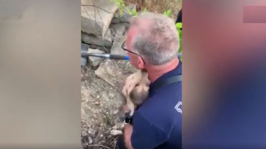 La gratitud en lenguaje perruno es esto:  Un cachorro es rescatado por un bombero